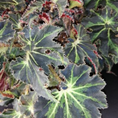 Begonia Evy