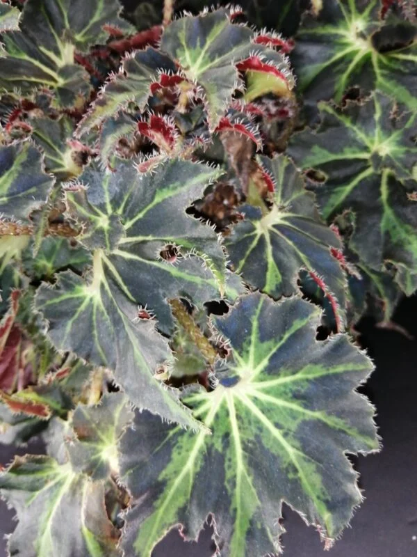 Begonia Evy, pianta da interno