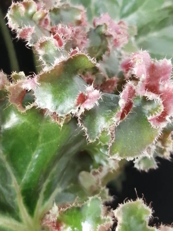 Begonia Erythrophylla Crestabruchii, foto 3