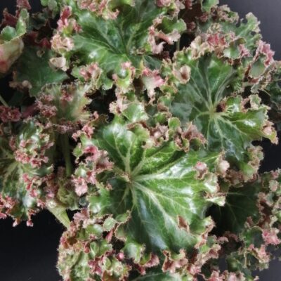 Begonia Erythrophylla Crestabruchii