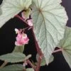 Begonia Sinbad, pianta da interno