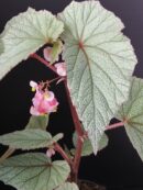 Begonia Sinbad