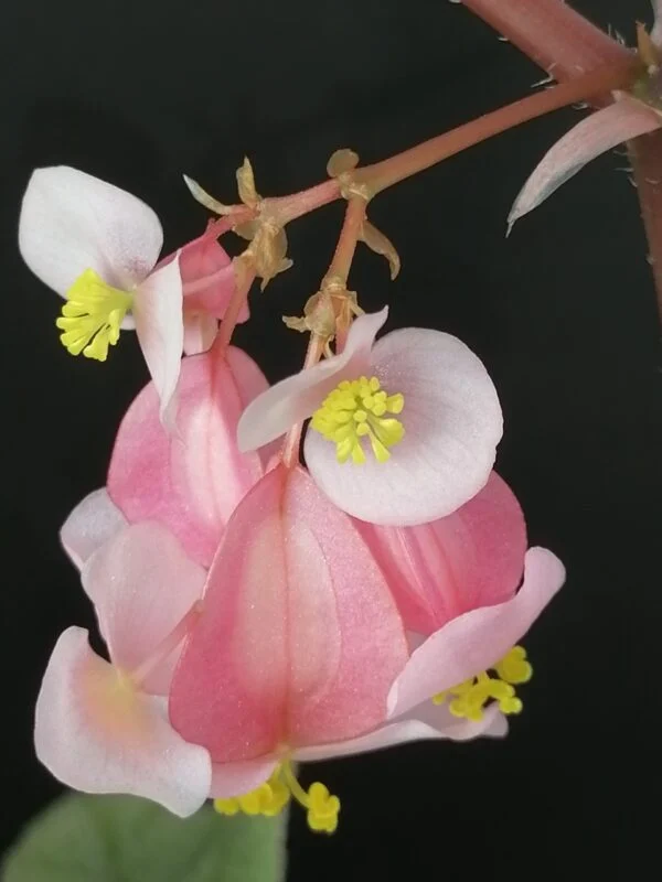 Begonia Sinbad, foto 3