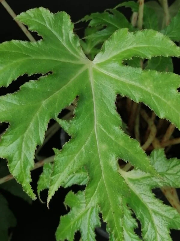 Begonia koelzii, foto 2