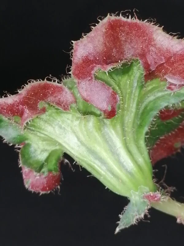 Begonia Fiji Island, foto 3