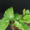 Begonia Wavy Green, pianta da interno e da esterno