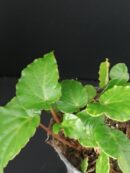 Begonia Wavy Green