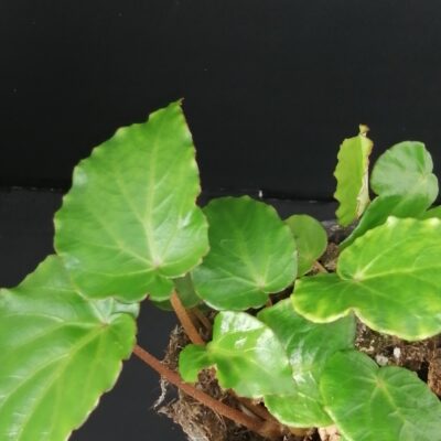 Begonia Wavy Green
