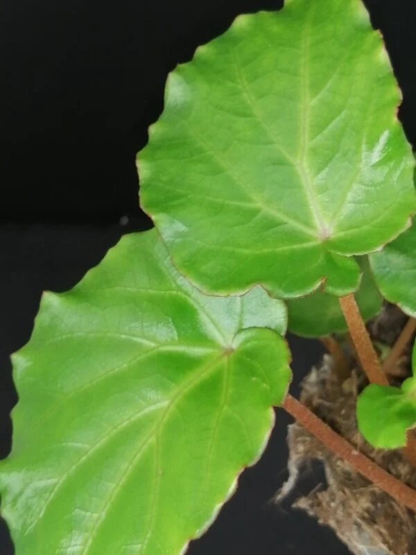 Begonia Wavy Green, foto 2