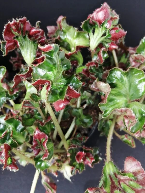 Begonia Fiji Island, foto 5