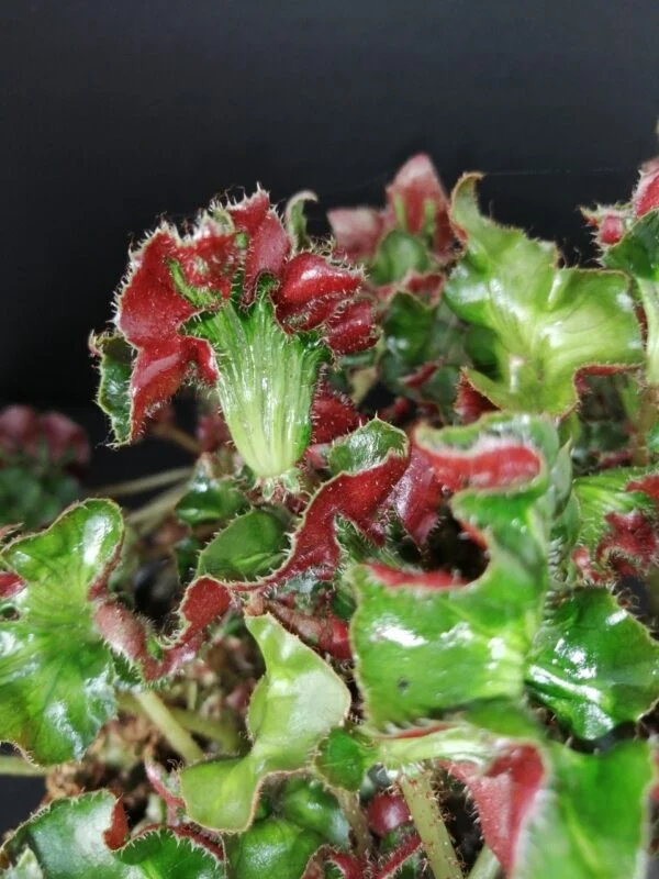 Begonia Fiji Island, foto 4