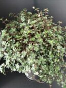 Pilea glauca Aquamarine