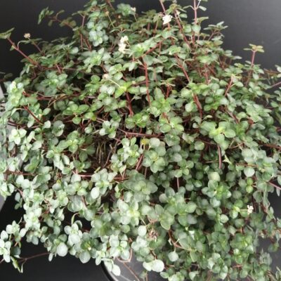 Pilea glauca Aquamarine