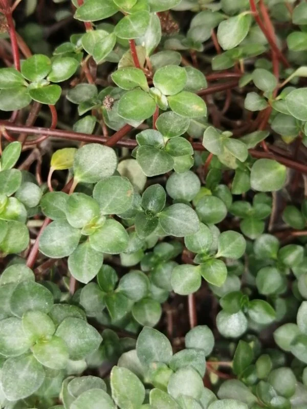 Pilea glauca Aquamarine, foto 3
