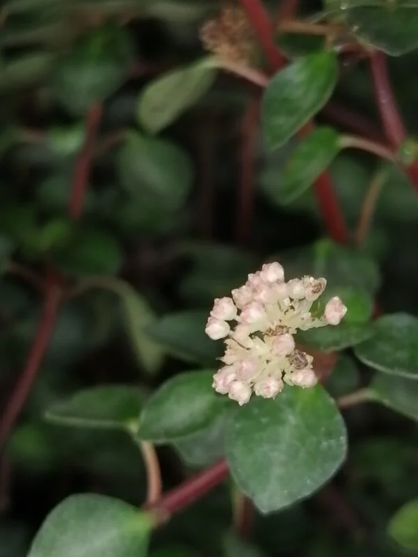 Pilea glauca Aquamarine, foto 2