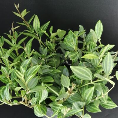 Peperomia angulata, Peperomia quadrangularis