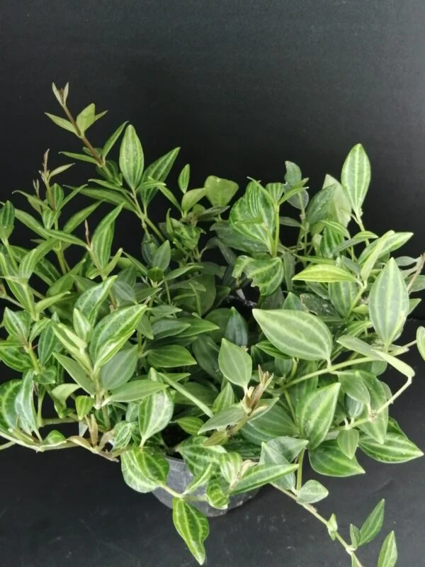 Peperomia angulata, Peperomia quadrangularis, pianta da interno