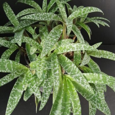 Scilla violacea, sin. Ledebouria socialis