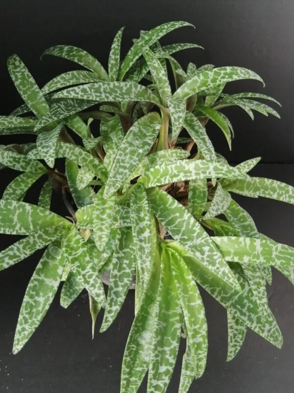 Scilla violacea, sin. Ledebouria socialis, pianta da esterno