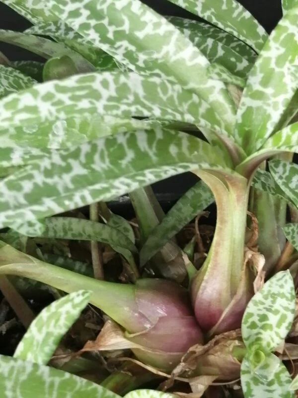 Scilla violacea, sin. Ledebouria socialis, foto 3