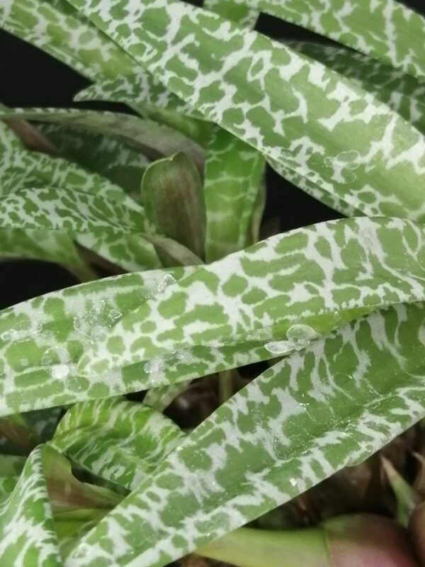 Scilla violacea, sin. Ledebouria socialis, foto 4