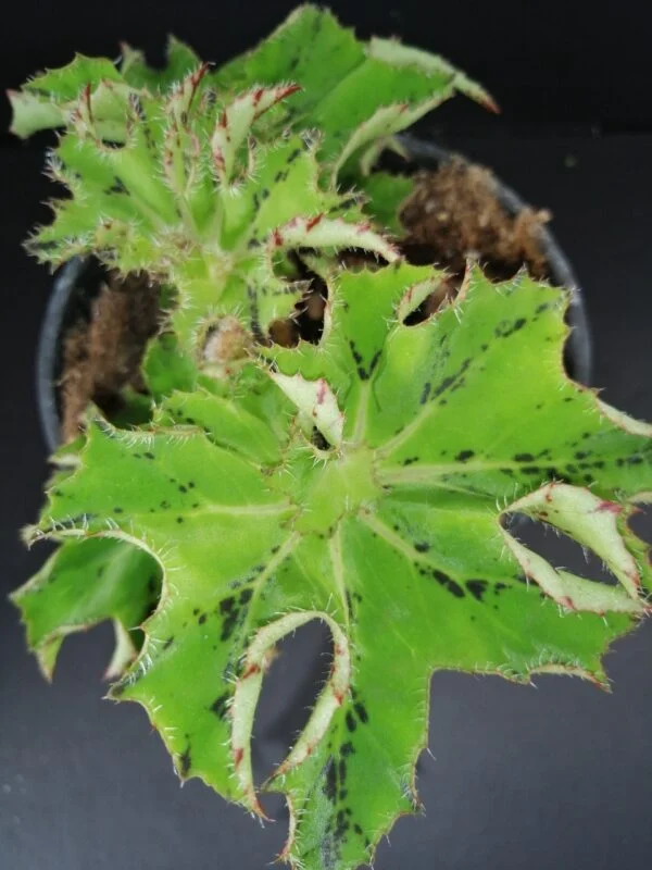 Begonia Ann Sofie, pianta da interno