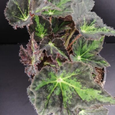 Begonia Beatrice Haddrell