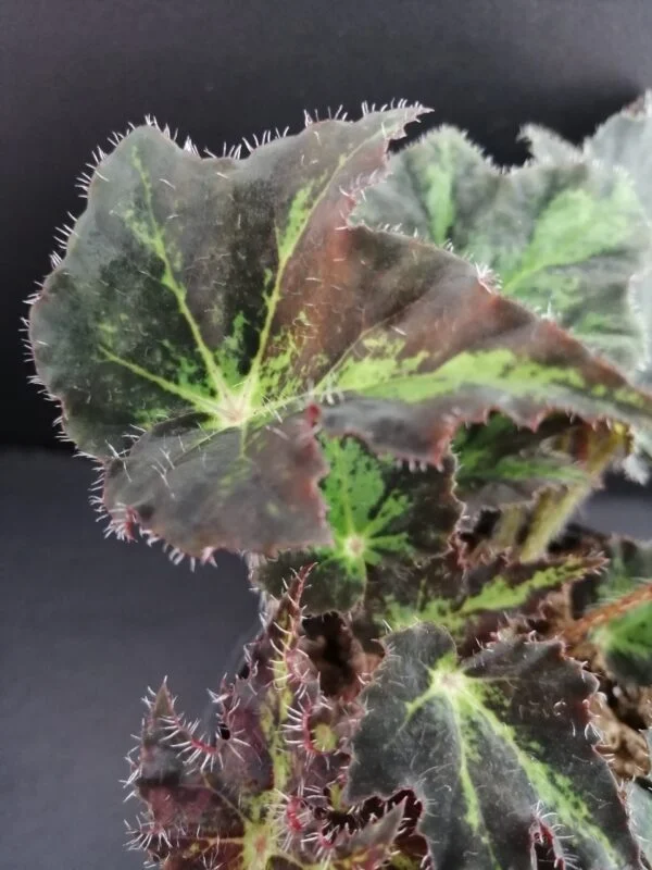 Begonia Beatrice Haddrell, foto 3