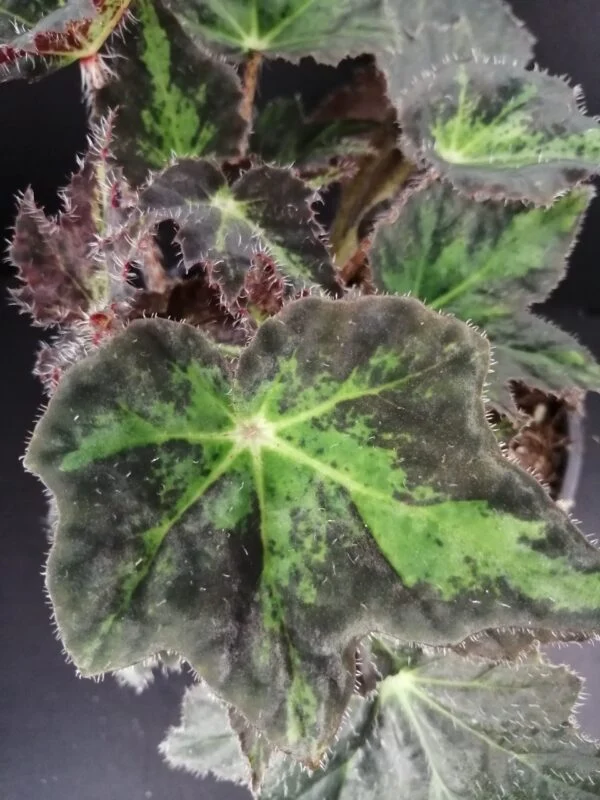 Begonia Beatrice Haddrell, foto 2