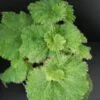 Begonia Lospe-Tu, pianta da interno