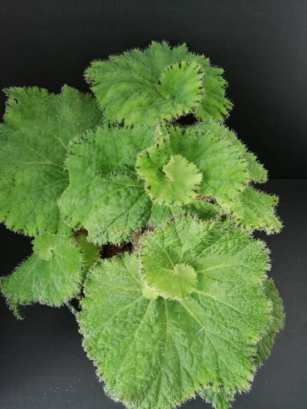 Begonia Lospe-Tu, pianta da interno