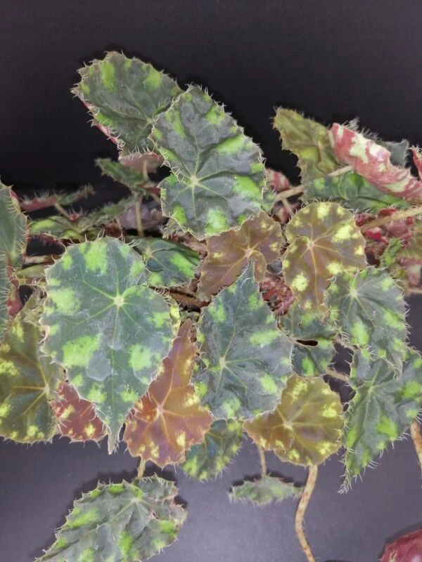 Begonia 'Riolee', pianta da interno