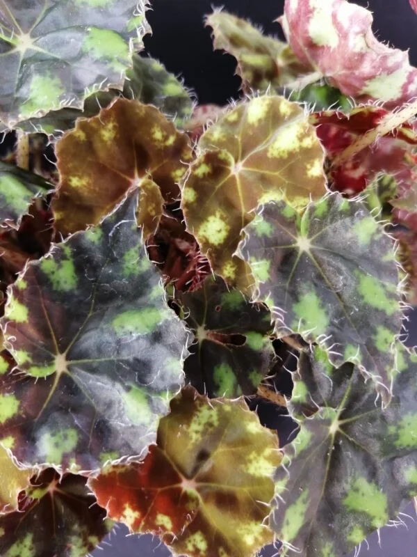 Begonia 'Riolee', foto 4