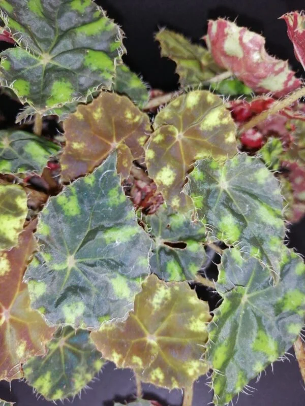 Begonia 'Riolee', foto 5