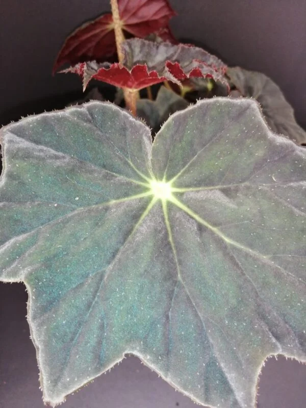 Begonia Jamaica, foto 3