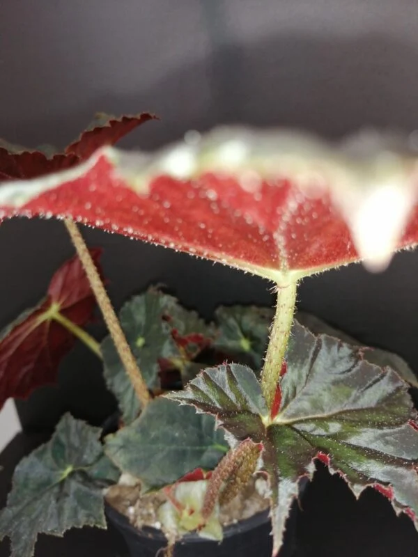 Begonia Jamaica, foto 2
