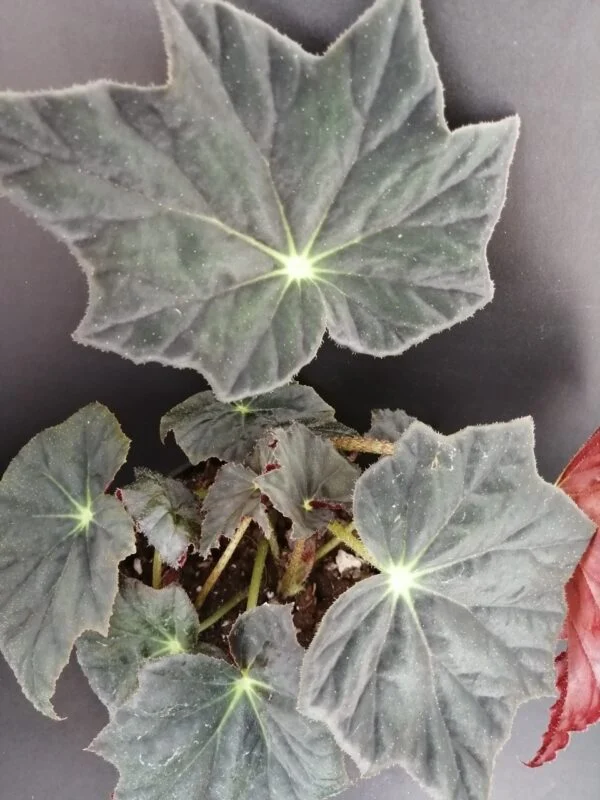 Begonia Jamaica, pianta da interno