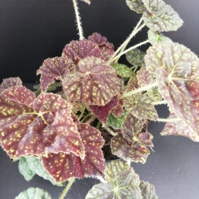 Begonia Green Fever