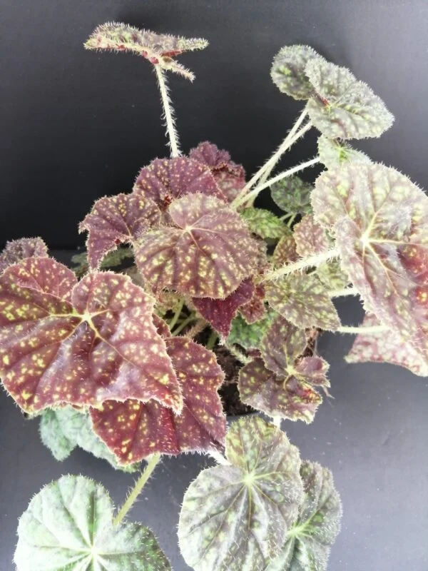 Begonia Green Fever, pianta da interno