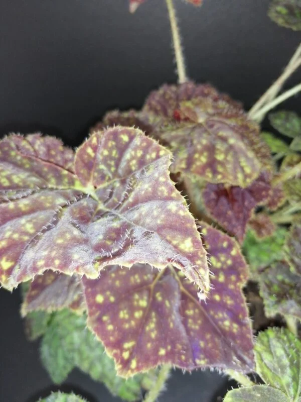 Begonia Green Fever, foto 3