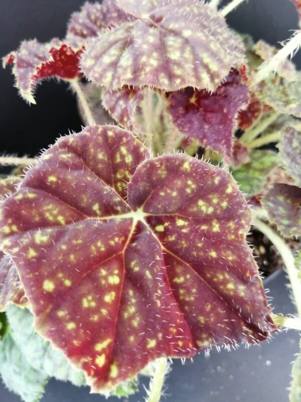 Begonia Green Fever, foto 4
