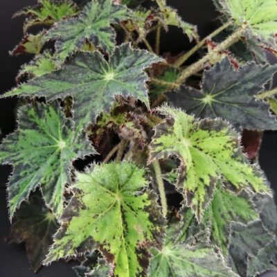 Begonia Cleopatra