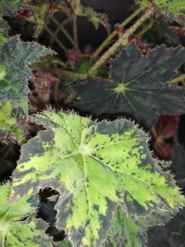Begonia Cleopatra, foto 5