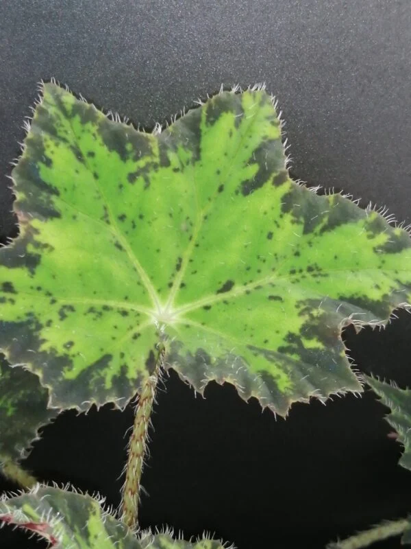 Begonia Cleopatra, foto 4