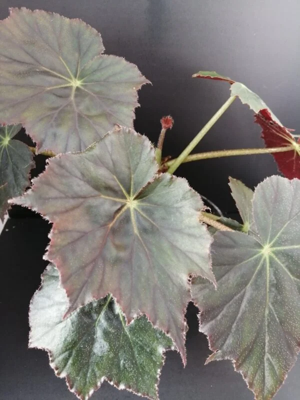 Begonia Selph's Mahogany, pianta da interno