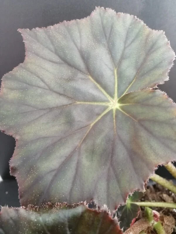 Begonia Selph's Mahogany, foto 5