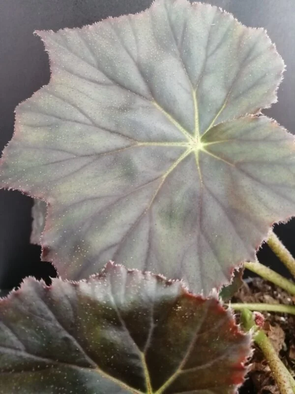 Begonia Selph's Mahogany, foto 4