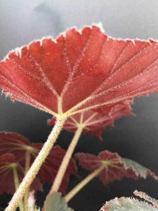 Begonia Selph's Mahogany, foto 3