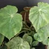 Begonia Freddie, pianta da interno