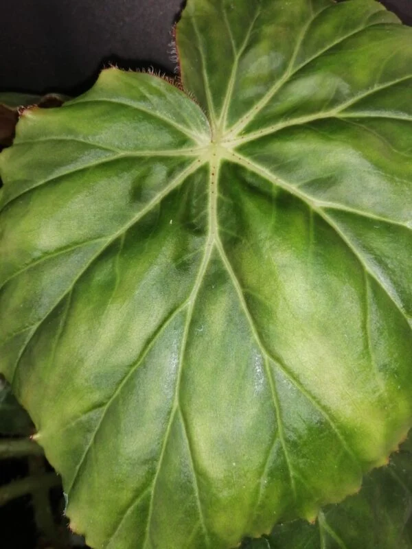 Begonia Freddie, foto 3
